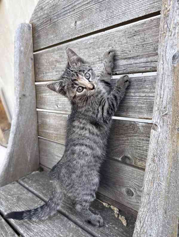 Darujeme roztomilá koťátka - foto 6