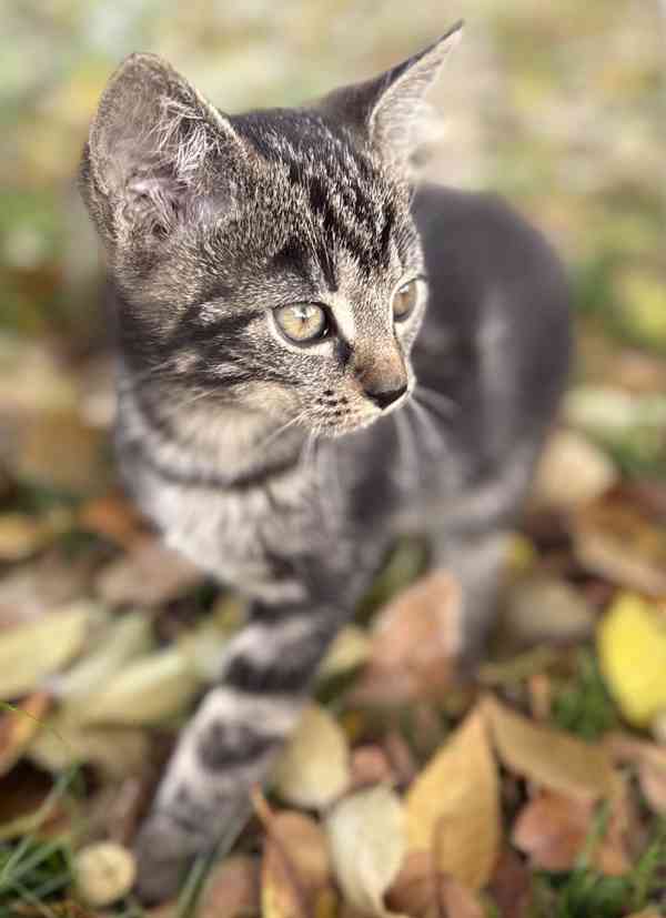 Darujeme roztomilá koťátka - foto 3