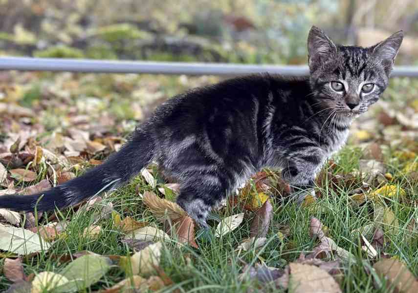 Darujeme roztomilá koťátka - foto 2