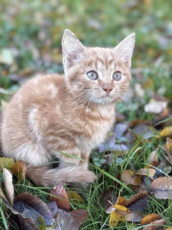 Darujeme roztomilá koťátka - foto 7