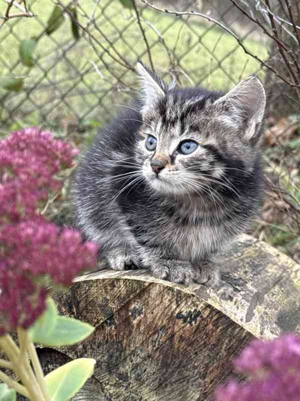 Darujeme roztomilá koťátka - foto 6