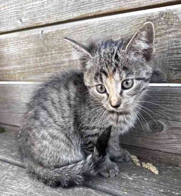 Darujeme roztomilá koťátka - foto 5