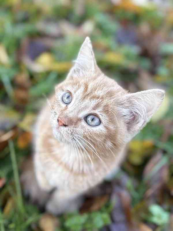 Darujeme roztomilá koťátka - foto 8