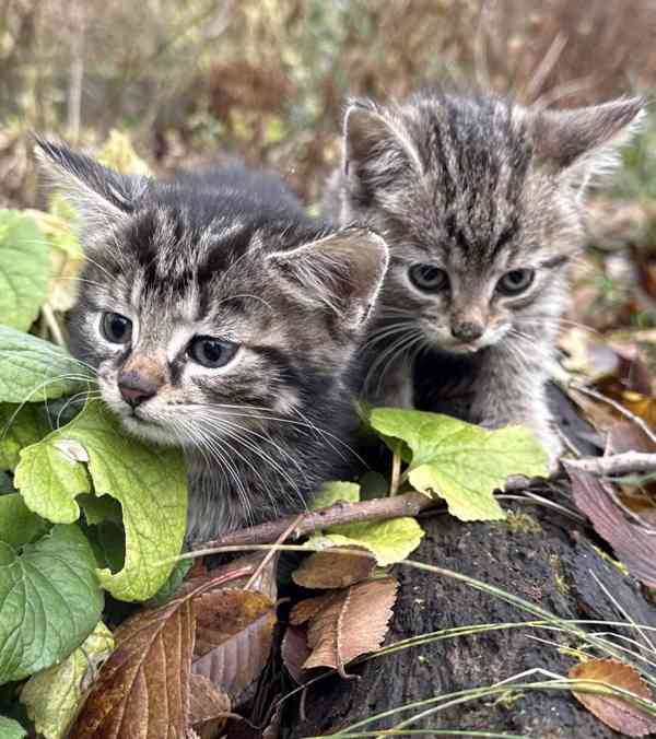 Darujeme roztomilá koťátka - foto 1