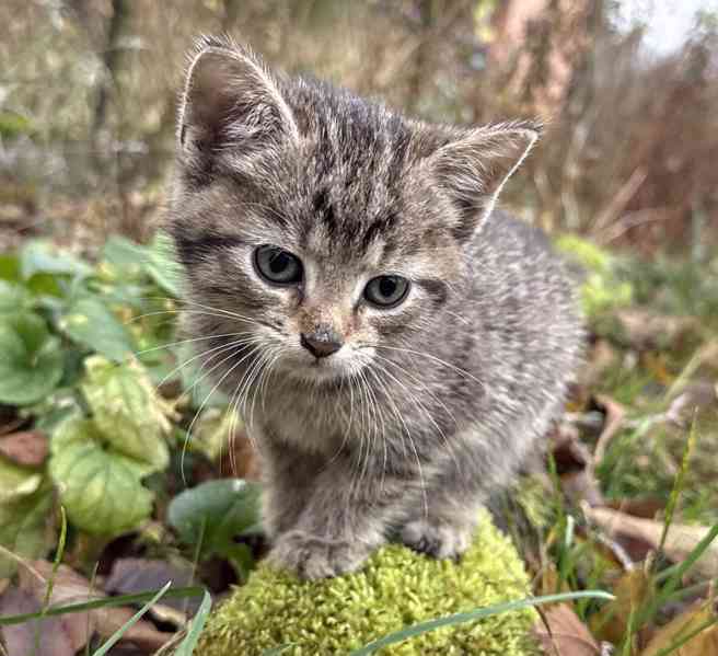 Darujeme roztomilá koťátka - foto 5