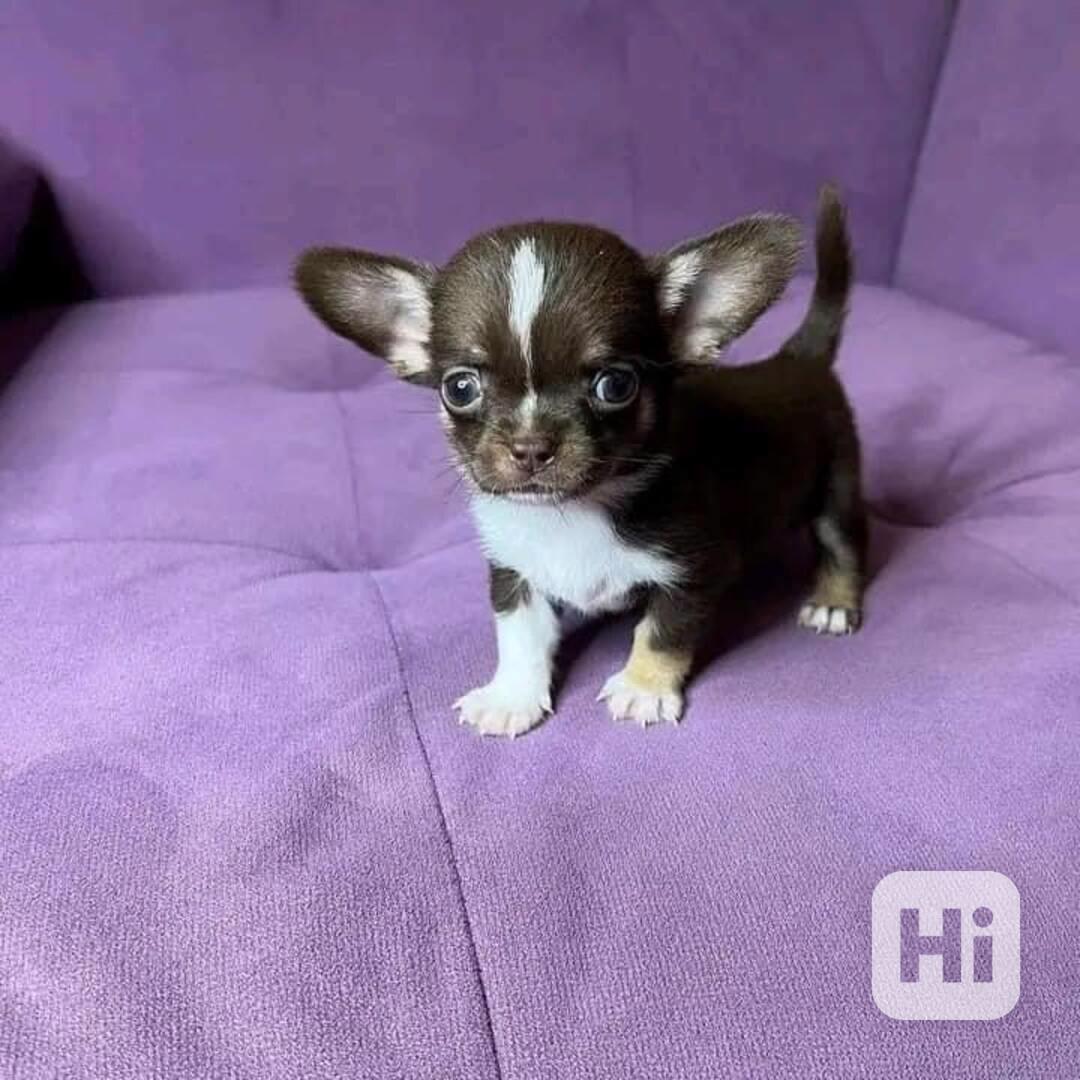 Šteniatka čivavy - foto 1