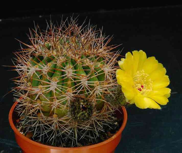 semena kaktus Acanthocalycium thionanthum JB 54 El Obelisco