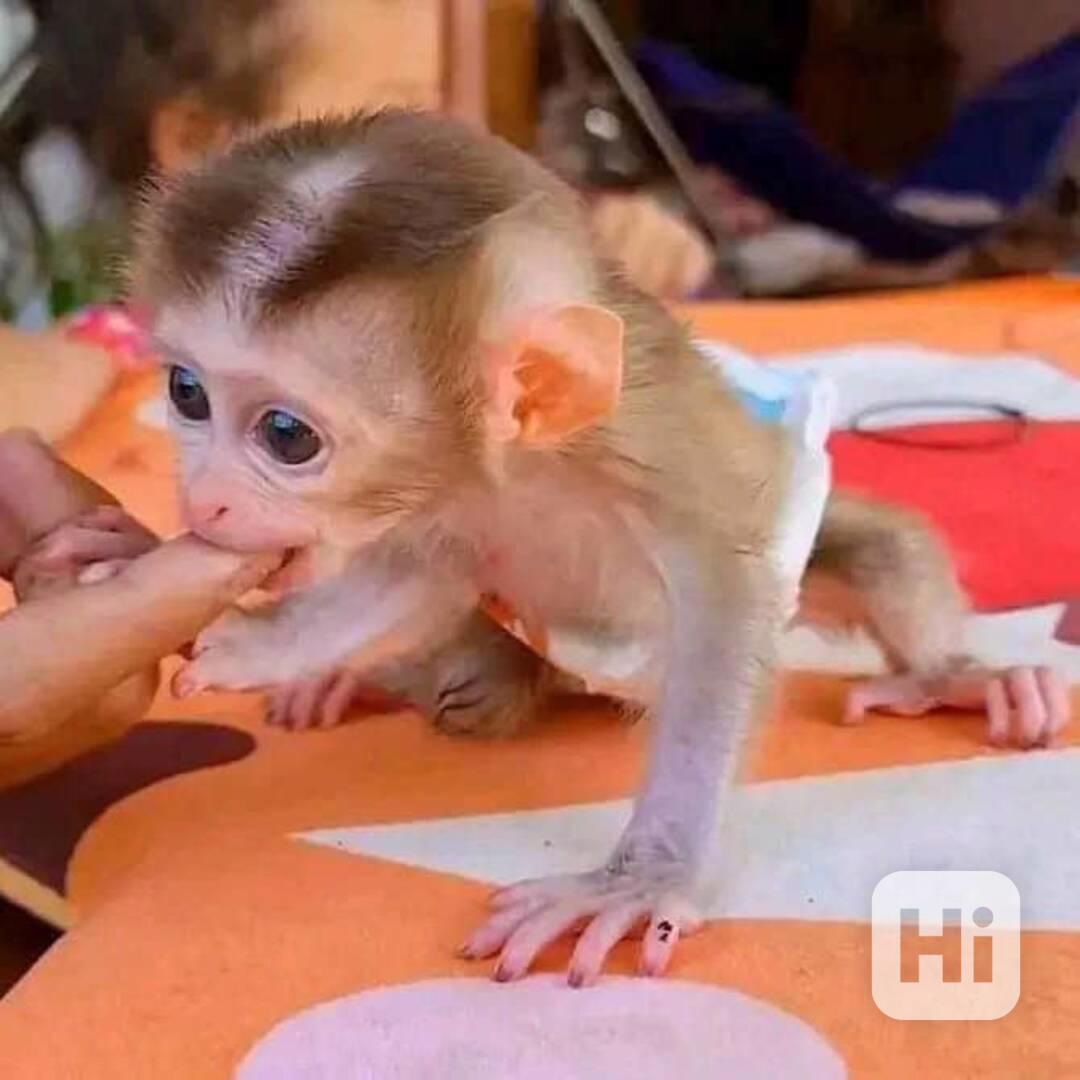 Dárek od Santa Clause pro milující rodinu (Dobře vycvičená r - foto 1