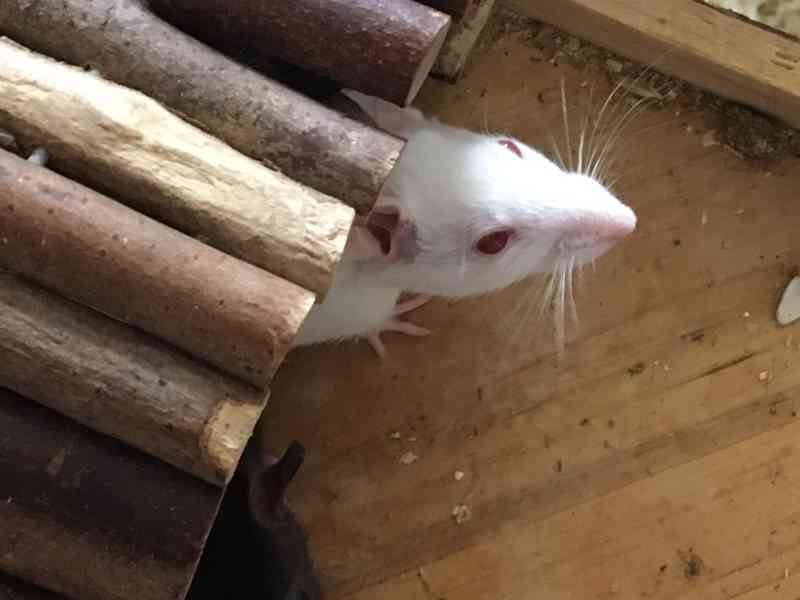 Potkaní slečny - foto 3