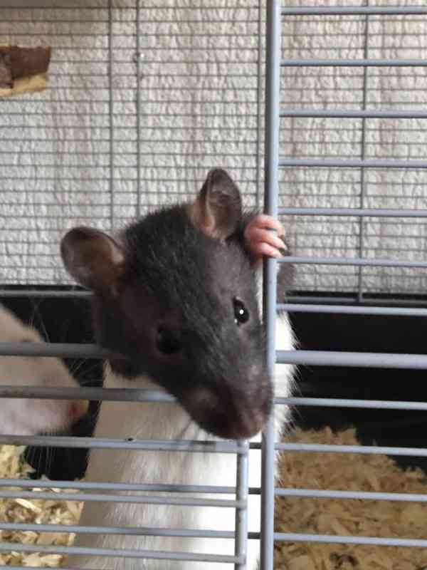 Potkaní slečny - foto 5