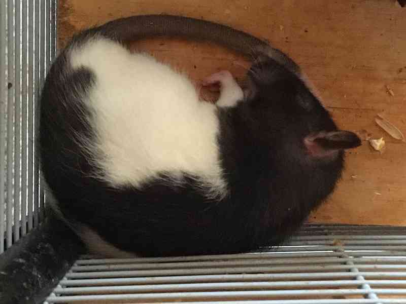 Potkaní slečny - foto 2