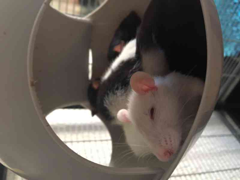 Potkaní slečny - foto 1