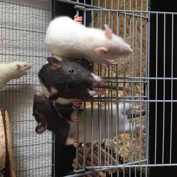 Potkaní slečny - foto 6