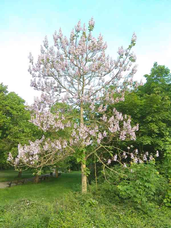 Čtyř-pětileté stromky paulovnie - 1,6 - 1,7 metru - foto 7
