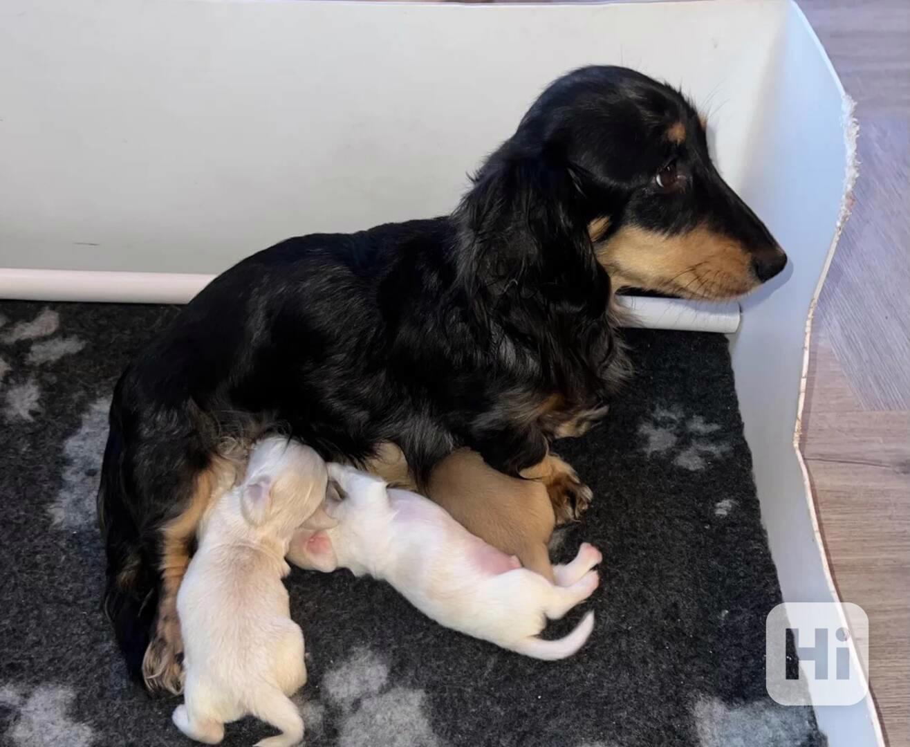 Nádherná malá štěňátka miniaturních hladkosrstých jezevčíků  - foto 1