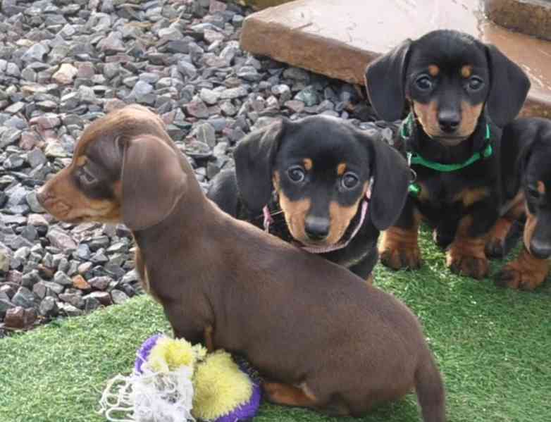 Nádherná malá štěňátka miniaturních hladkosrstých jezevčíků  - foto 2