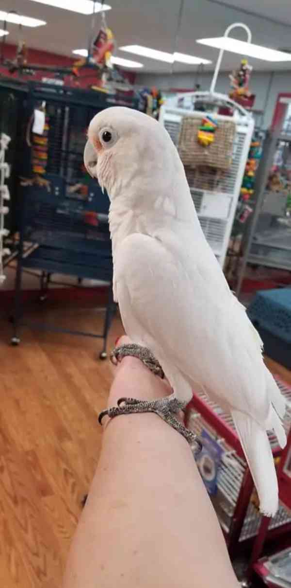 Kakadu Goffin na prodej - foto 2