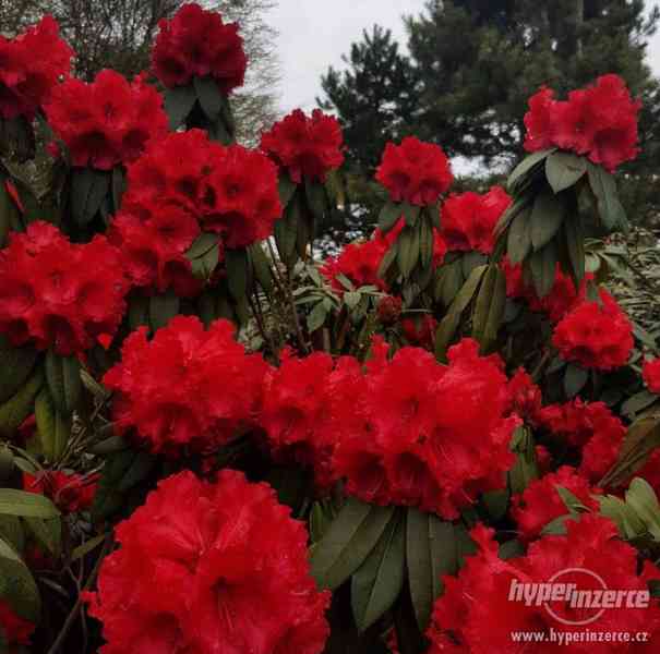 Vzrostlý Rhododendron Taurus - foto 1