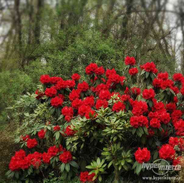 Vzrostlý Rhododendron Taurus - foto 3