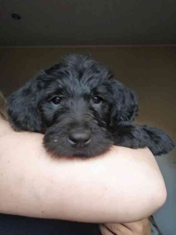  Labradoodle / Hybrid / Královský pudl - foto 4