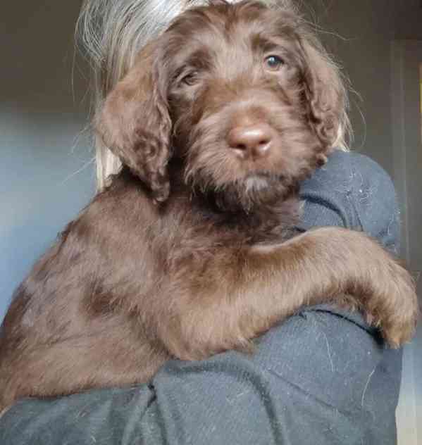  Labradoodle / Hybrid / Královský pudl - foto 3