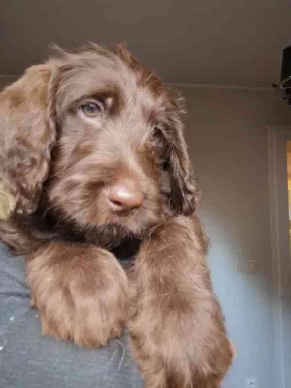  Labradoodle / Hybrid / Královský pudl - foto 7