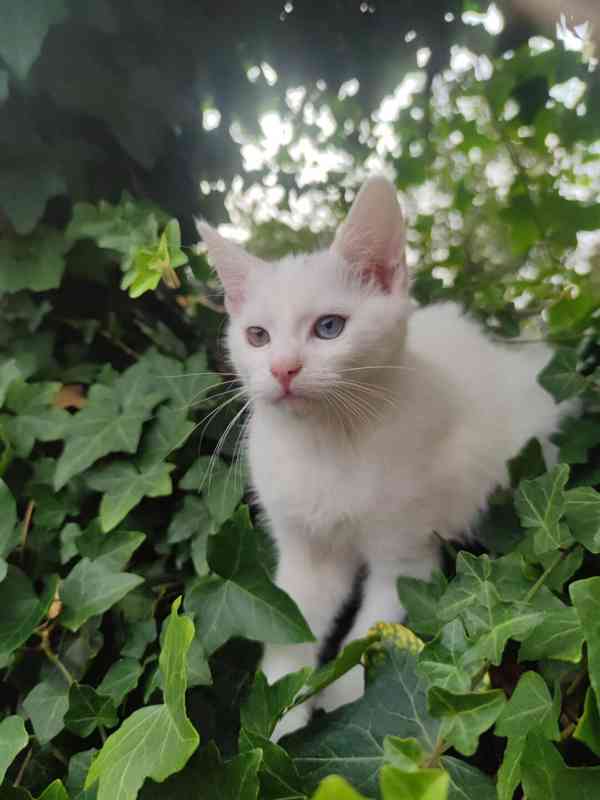 Nádherné bílé kotě s dvoubarevnýma očima  - foto 1
