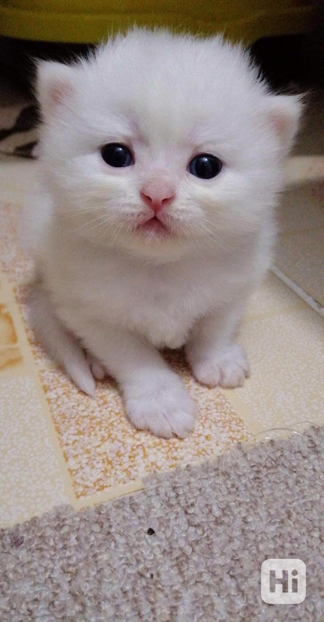 Zdarma perská koťátka k adopci   - foto 1