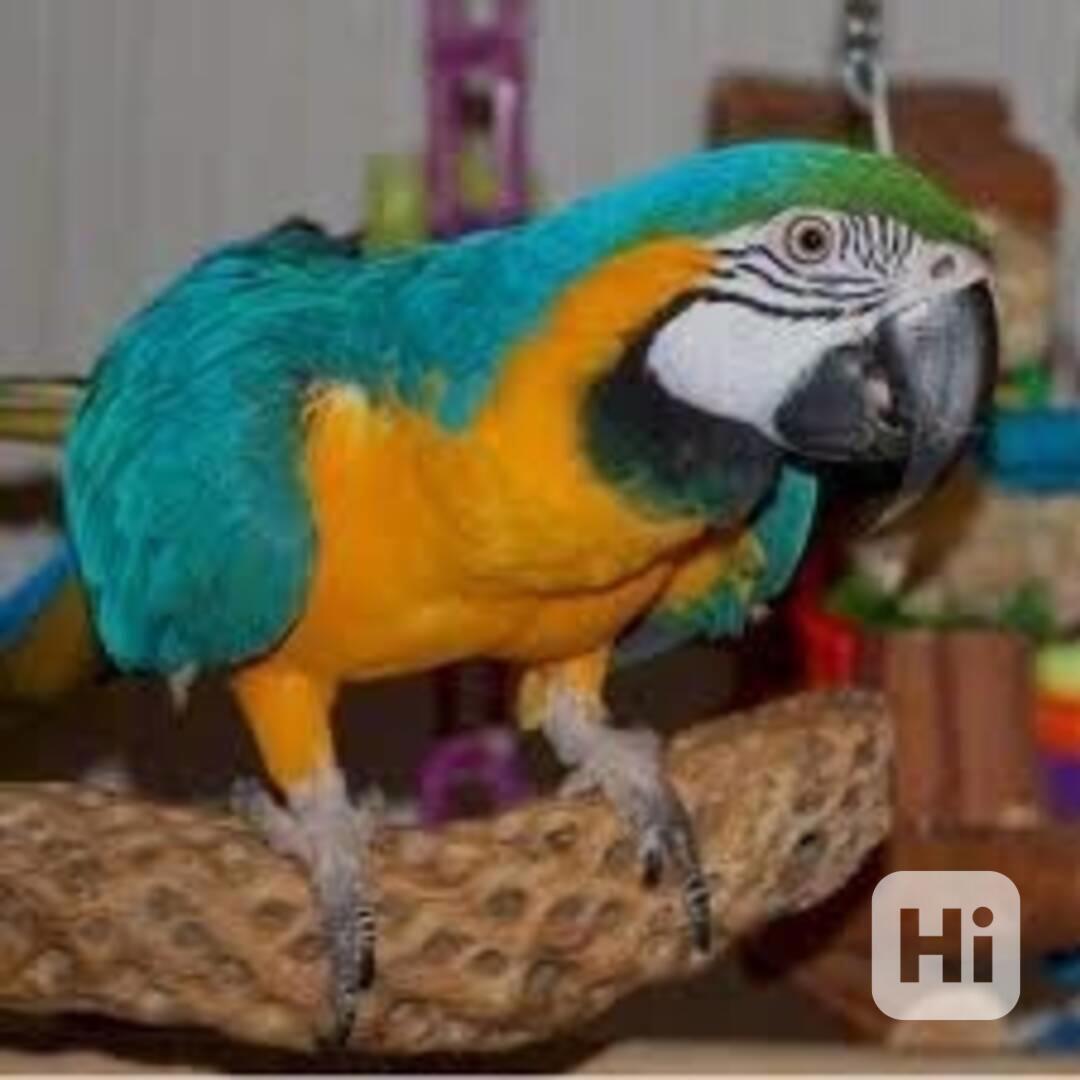 Dobře vypadající dva modré a zlaté papoušky ara pro vás - foto 1