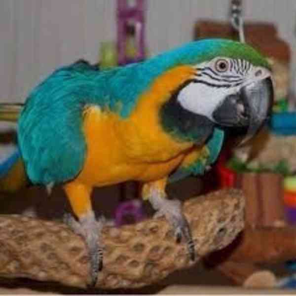 Dobře vypadající dva modré a zlaté papoušky ara pro vás