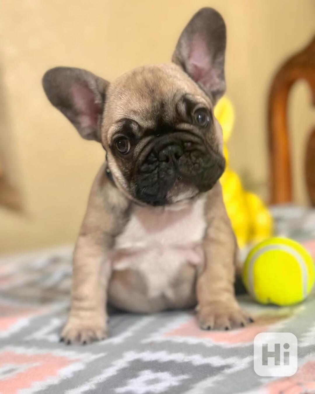 💫 Nádherné štěně francouzského buldočka - foto 1