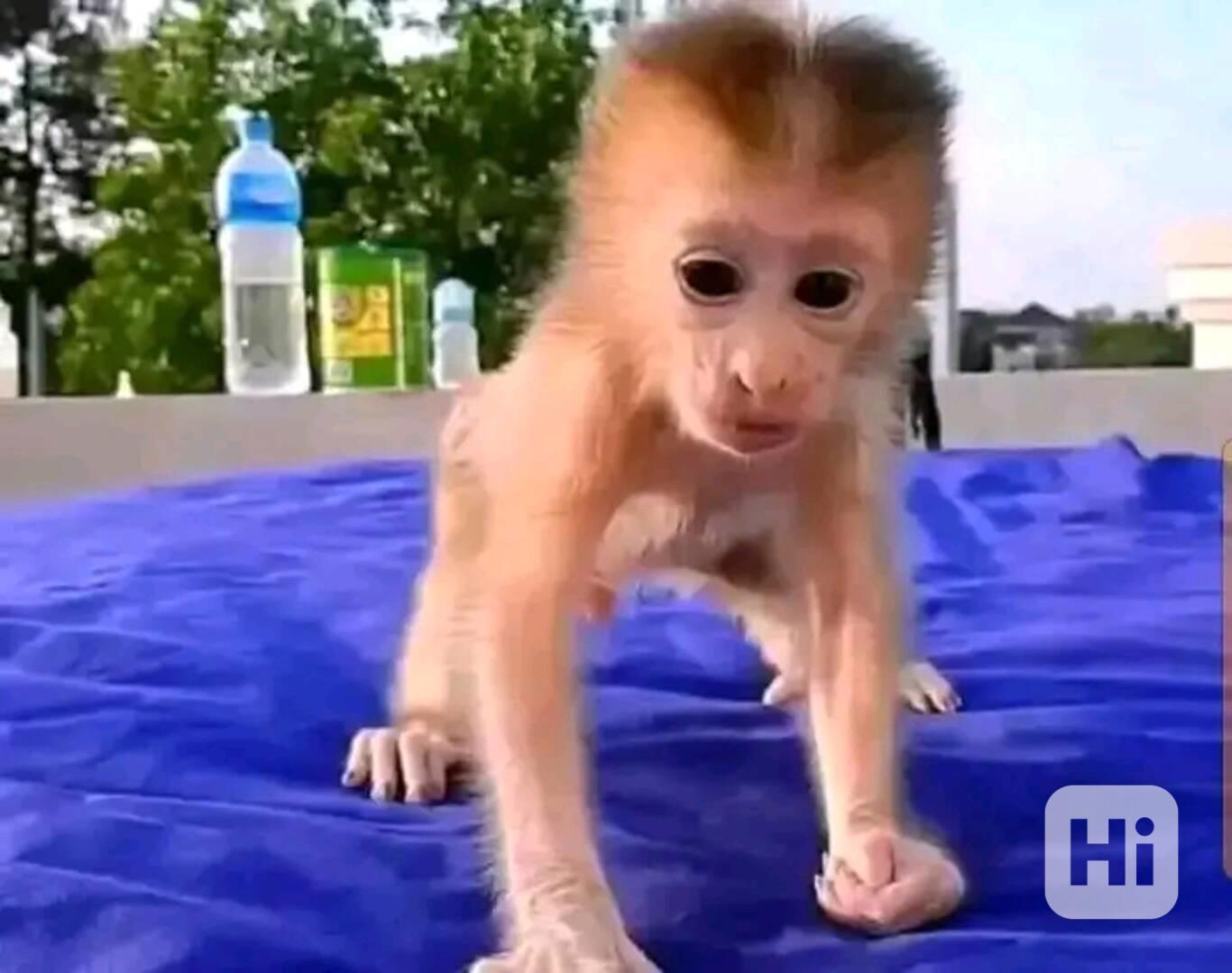  K dispozici kapucín pro zábavu - foto 1