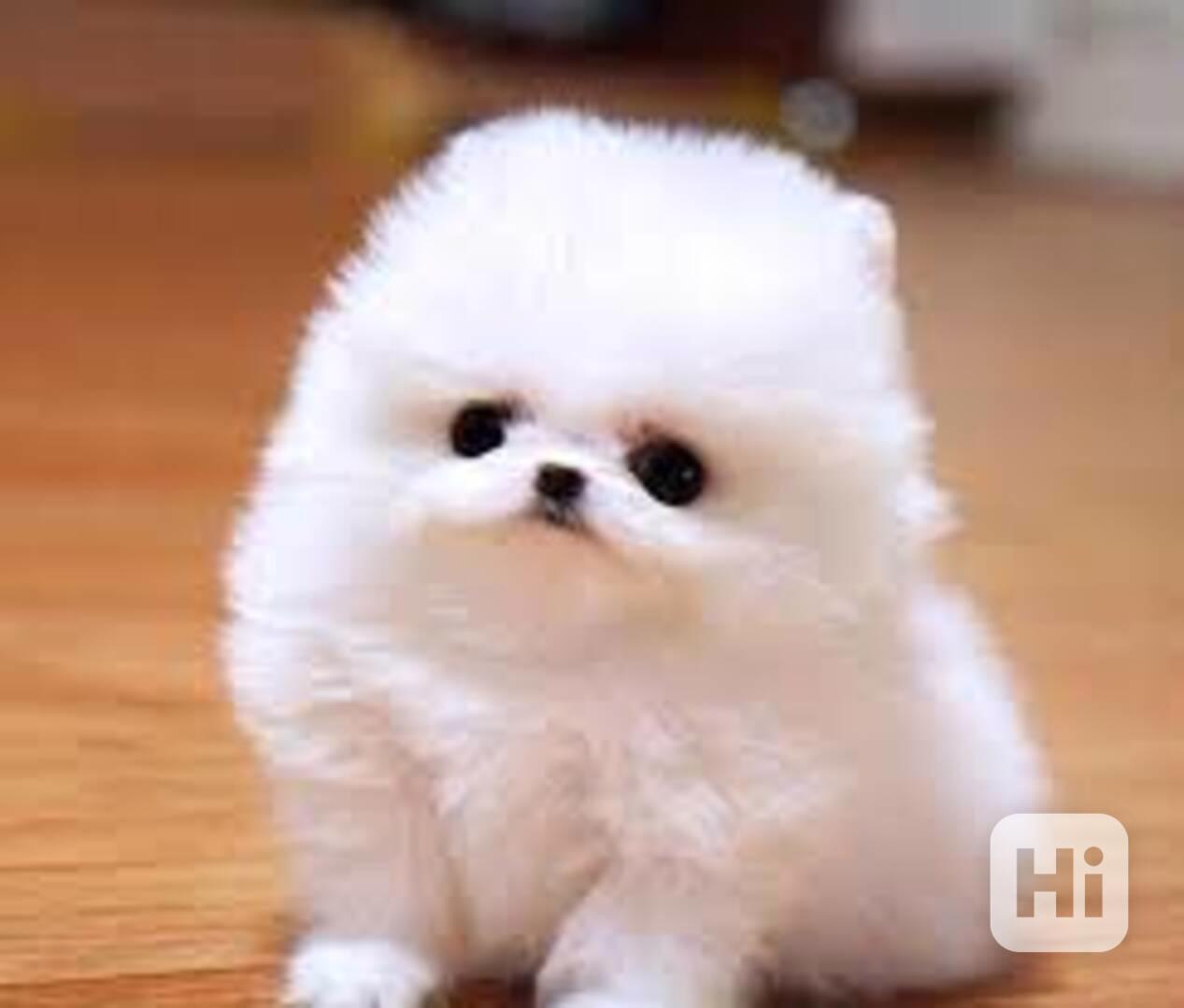 Pejsek a fenka Mini pomeranian štěňata - foto 1