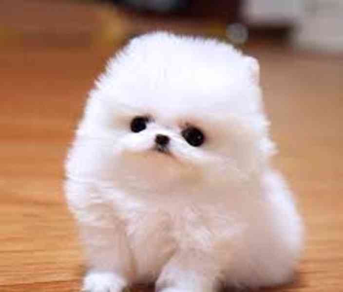 Pejsek a fenka Mini pomeranian štěňata - foto 1