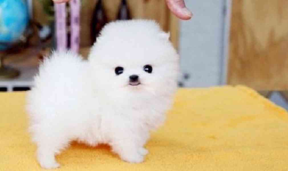 Pejsek a fenka Mini pomeranian štěňata - foto 3