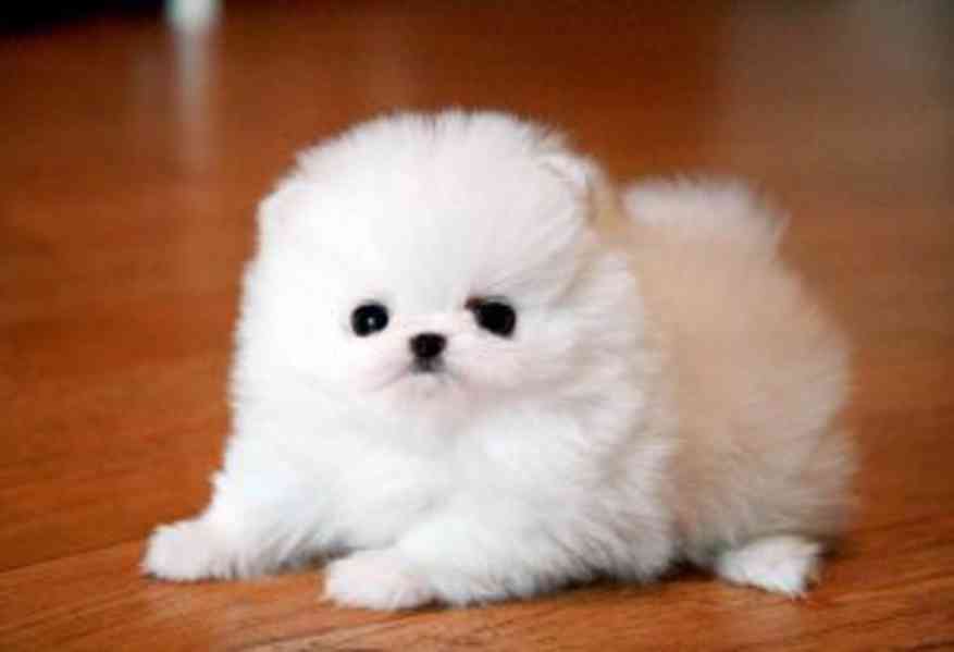 Pejsek a fenka Mini pomeranian štěňata - foto 2