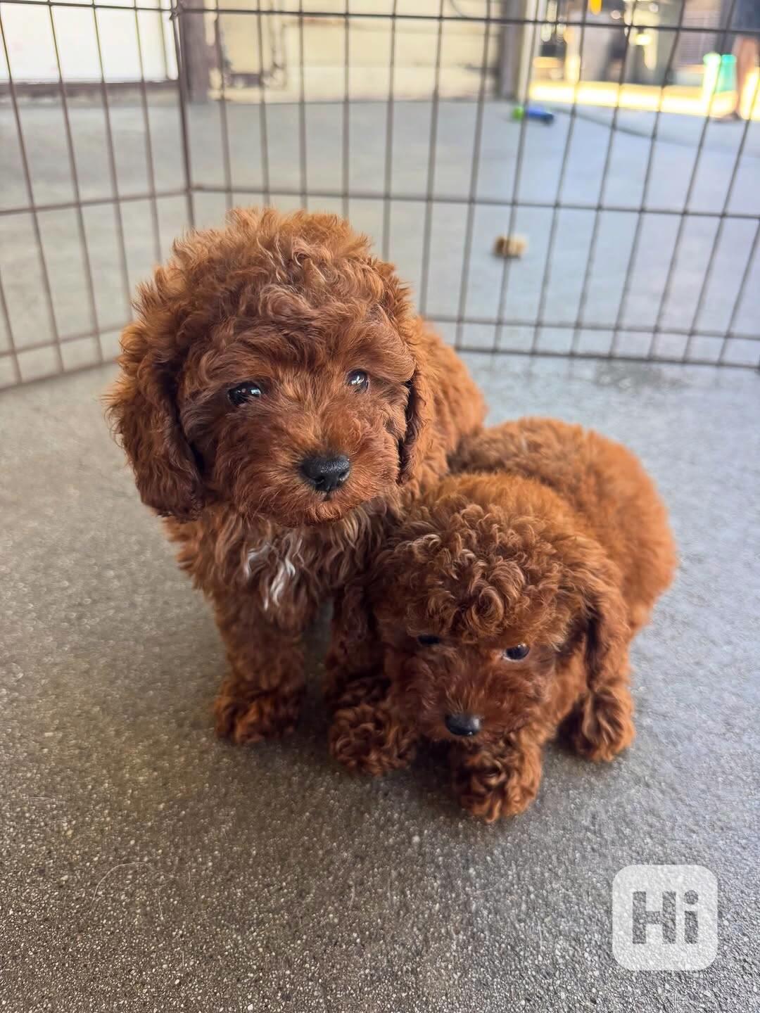 Krásná štěňata pudla. - foto 1