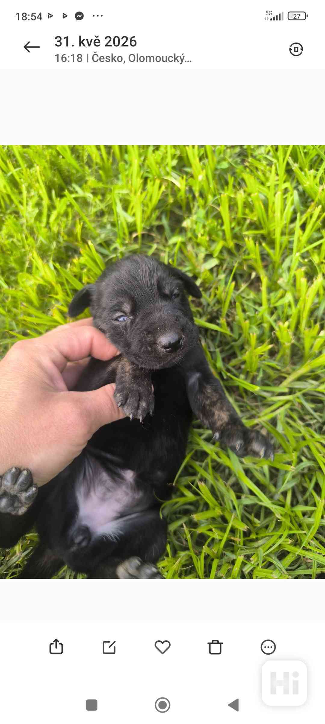 štěňátka  - foto 1