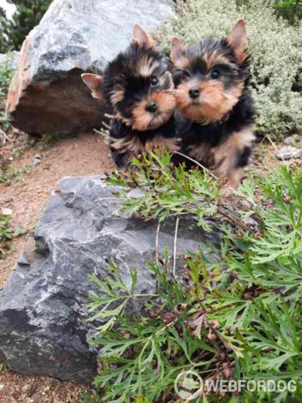 Yorkshire terrier bez PP