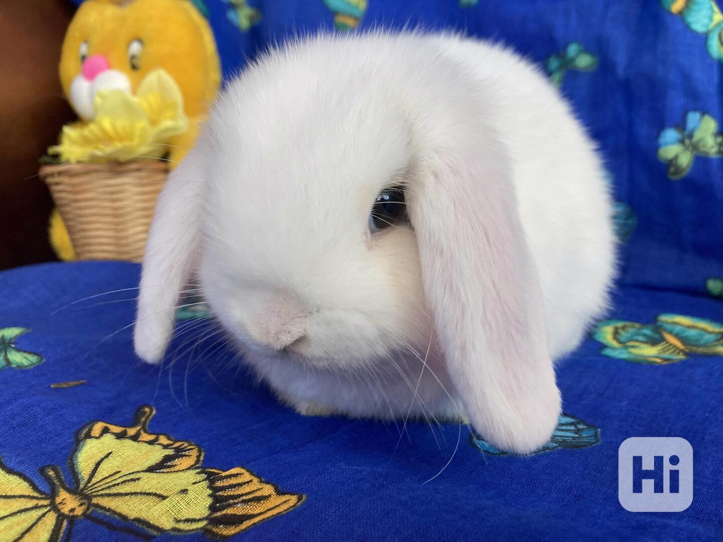 Králíčci - miminka - zakrslý beránek - minilop - foto 1