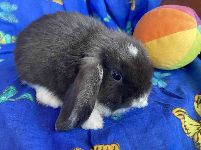 Králíčci - miminka - zakrslý beránek - minilop - foto 4