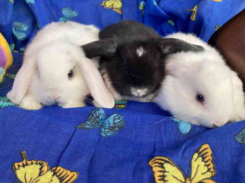 Králíčci - miminka - zakrslý beránek - minilop - foto 7