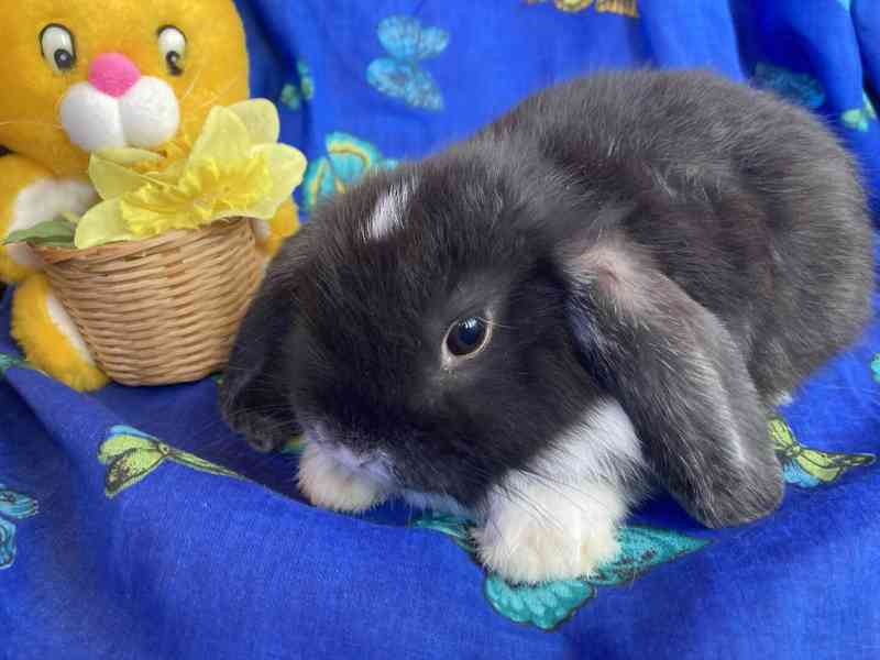Králíčci - miminka - zakrslý beránek - minilop - foto 5