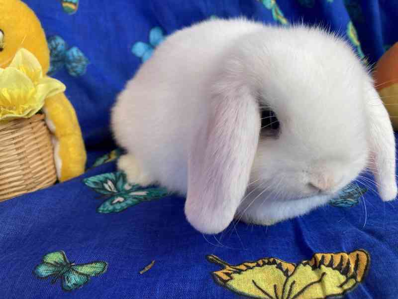 Králíčci - miminka - zakrslý beránek - minilop - foto 2