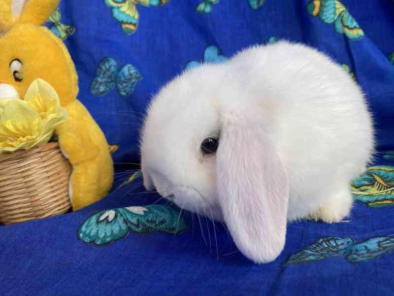 Králíčci - miminka - zakrslý beránek - minilop - foto 3