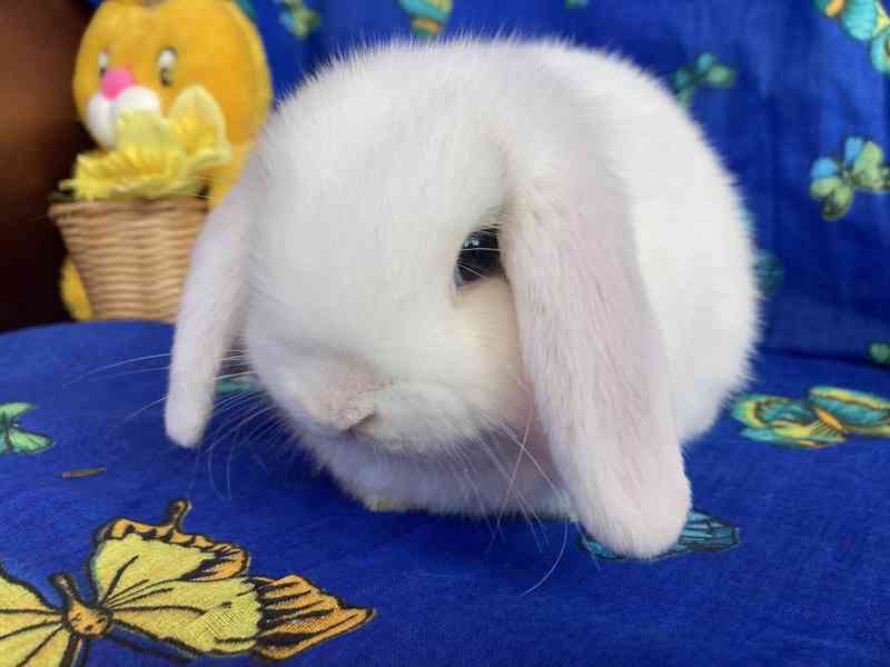 Králíčci - miminka - zakrslý beránek - minilop