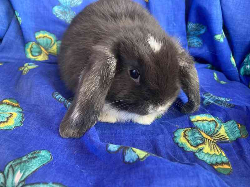 Králíčci - miminka - zakrslý beránek - minilop - foto 6