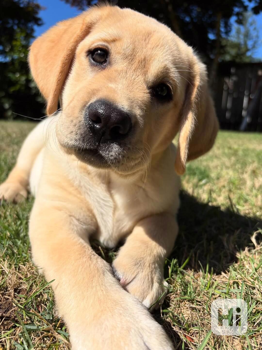 Štěňata labradorského retrívra s plnokrevným původem - foto 1