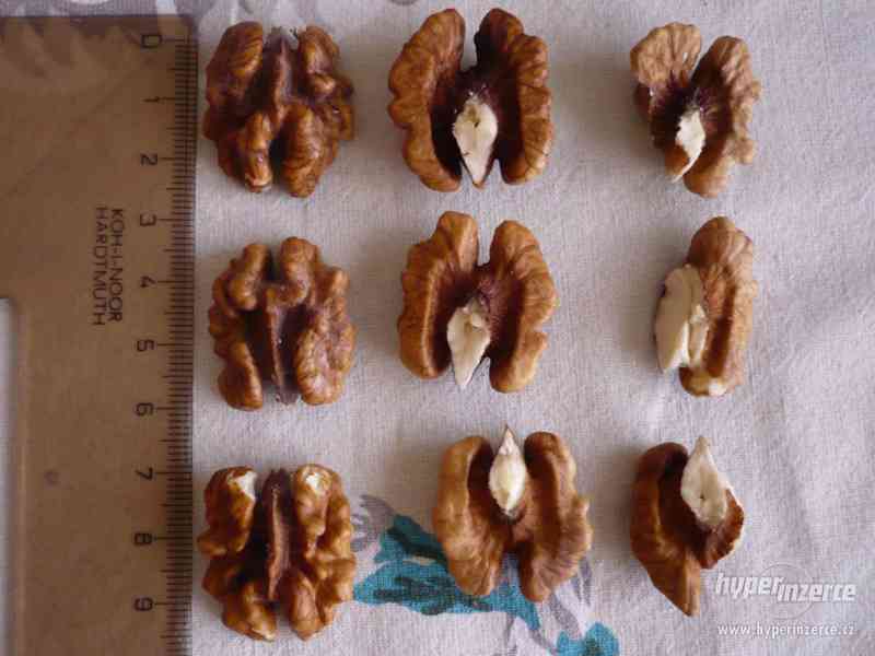 Vlašské ořechy - foto 2