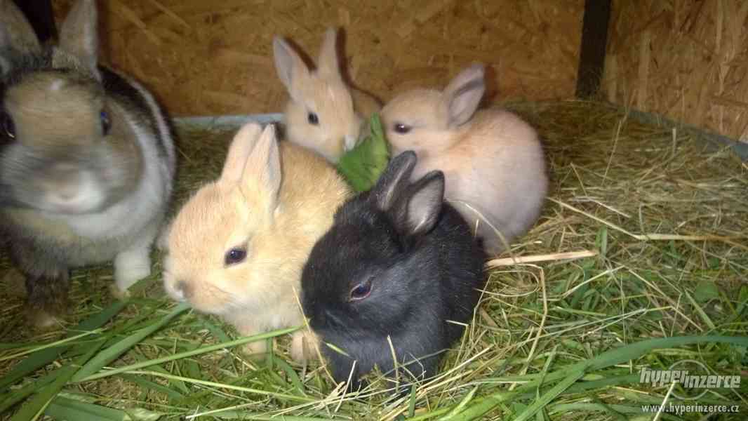 Zakrslí králíčci - foto 2